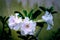 Dazzling, exotic, beautiful bush blooming white adenium, obesum, desert rose, azalea,  flowers