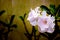 Dazzling, exotic, beautiful bush blooming white adenium, obesum, desert rose, azalea,  flowers