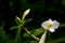 Dazzling, exotic, beautiful bush blooming white adenium, obesum, desert rose, azalea,  flowers