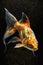 Dazzling Golden Koi Swimming in Water for Invitations and Posters.