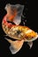 Dazzling Golden Koi Swimming in Water for Invitations and Posters.