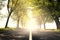 Dazzling light on a tree-lined road