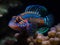 The Dazzling Radiance of the Mandarin Fish in Coral Reef