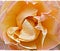 Dazzling warm peach rose with textured layer applied