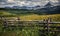 Dazzling Wildflowers, Dazzling Mountains and Meadows, Telluride, Colorado