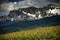 Dazzling Wildflowers, Dazzling Mountains and Meadows, Telluride, Colorado