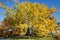 Dazzling Yellow Ginkgo Maidenhair Tree Virginia