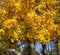 dazzling yellow leaves on a tree in autumn