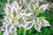 Ddecorative garden shrub branches with green and white bicolored leaves