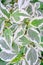 Ddecorative garden shrub branches with green and white bicolored leaves