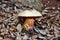 Ddevil`s bolete, Boletus satanas mushroom