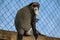 De Brazza monkey Cercopithecus zanectus from Africa in captivity, isolated moth in a zoo.