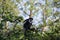 De Brazza monkey eating in treetops Cercopithectus neglectus