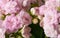 De-focused floral pink background with kalanchoe flowers and buds