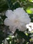 De La India, East Indian rosebay, Pinwheel flower, Tabernaemontana divaricata