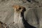 De-na-zin wilderness area, Bisti badlands,  New Mexico  USA