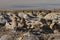 De-na-zin wilderness area, Bisti badlands,  New Mexico  USA