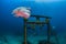 De Undersea Shrine in Chiba Prefecture, Japan