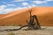 Dead Acacia, orange dunes - Sossusvlei - Namibia