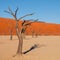 Dead acacia tree in Deadvlei