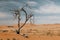 Dead acacia tree in desert