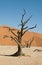 Dead acacia tree in desert