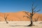 Dead acacia trees in desert