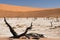 Dead acacia trees in desert