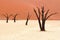 Dead acacia trees in the Namib Desert, Namibia