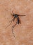 Dead Adult Asian Tiger Mosquito