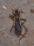 Dead Adult Assassin Bug