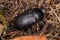 Dead Adult Darkling Beetle