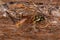 Dead Adult Ichneumonid Wasp