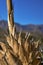 Dead agave plant