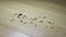 Dead ants on a laminate floor. Dead ants in the house