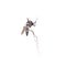 Dead Asian Tiger Mosquito, Aedes albopictus, macro on white background. A transmitter of many viral pathogens, including