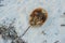 Dead Atlantic horseshoe crab at Staten Island beach, mexico