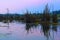 Dead Bamboo tree in lake