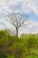 Dead bare tree in a green spring landscape in the Flemish countryside