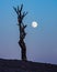 Dead bare tree on top of a hill in Papago Park with the full moon in the background