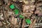 Dead bark and on wooden forest soil, green leaves into it, topview