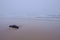 Dead beached Sea Lion, Otariinae, at the coast of Santa Teresa National Park near Cabo Polonio, Rocha, Uruguay