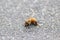 Dead bee on the ground poisoned or infected by varroa-mite disease or insecticides kills the beneficial organisms global danger