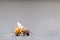 Dead bee on the ground poisoned or infected by varroa-mite disease or insecticides kills the beneficial organisms global danger