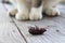 Dead beetle lay on its back on wooden table with cat paws in blu