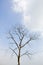 Dead big tree with blue sky