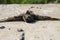 Dead bird collapsed on concrete breaking its wings