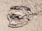 Dead bird, a cormorant, Phalacrocorax carbo, on sand of beach, N