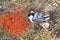 Dead bird by spray painted ground indicating buried cable