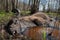 A dead bison lying in the mud in the Bialowieska Forest